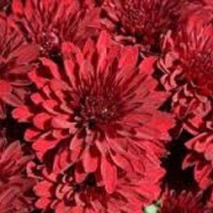 2 LIVE PLANTs HARDY MUMS KATHLEEN DARK RED 4" Growing Pot Ships NO POT…